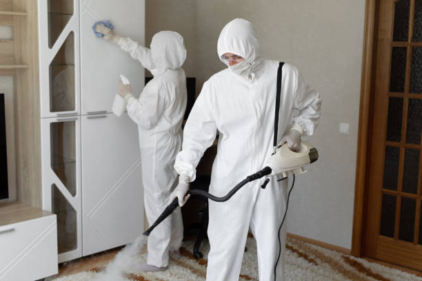 Best White Mold Remediation in Lake City, MN