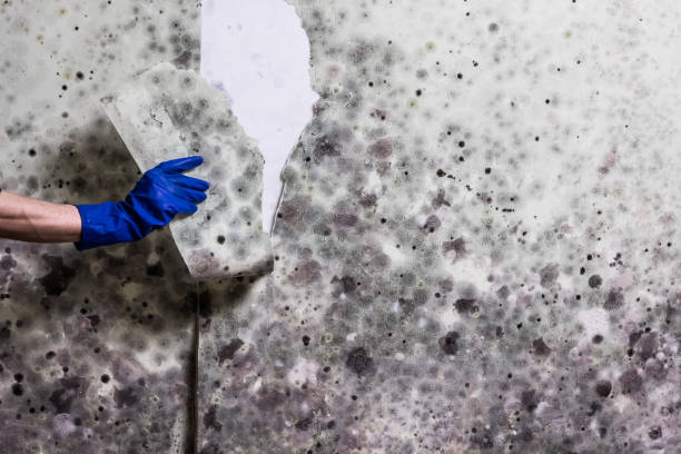 Lake City, MN Mold Remediation Company